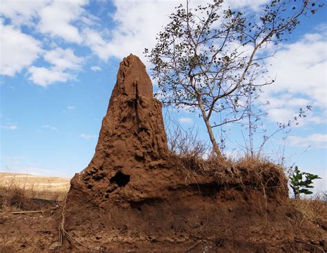 “Termite Hill” Bir Gösterişli Yıkım ve Yeniden Doğuş Hikayesi!